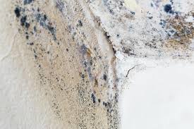 Professional Mold Removal & Remediation in Bayou Country Clu, LA